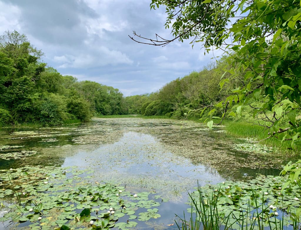 Bosherton Lily Ponds