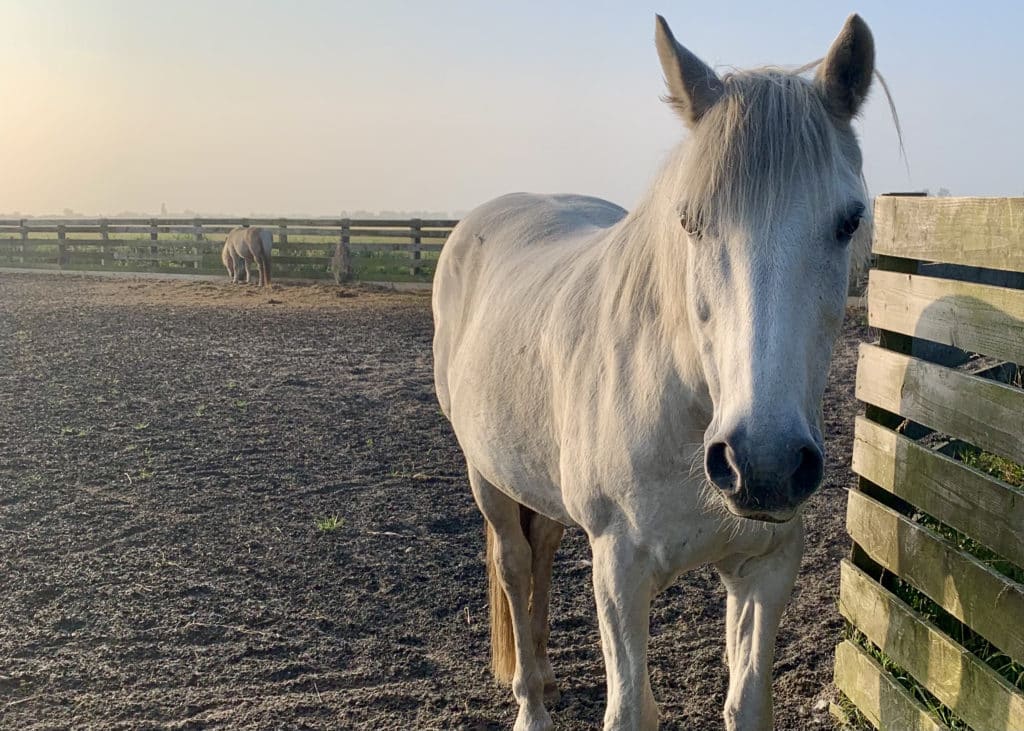 Chanel the white horse that lives on the field behind Willowfen Retreat, Norfolk