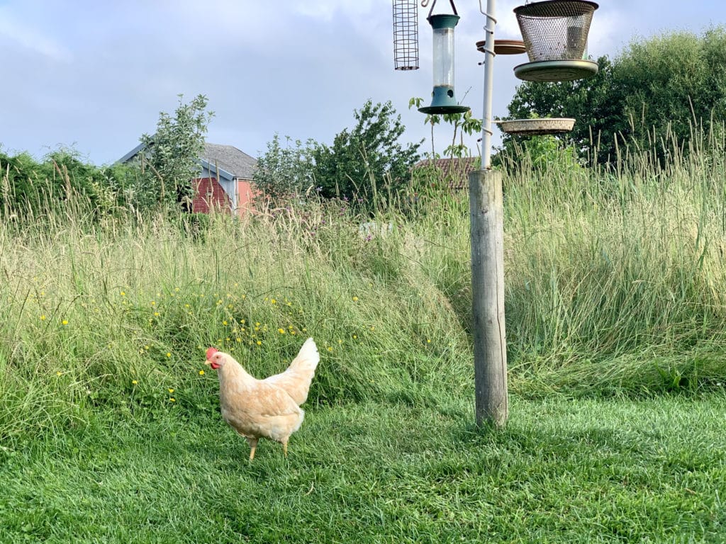 Resident white Chicken walking around in the surrounding grass area with bird feeder at Willowfen Retreat Norfolk