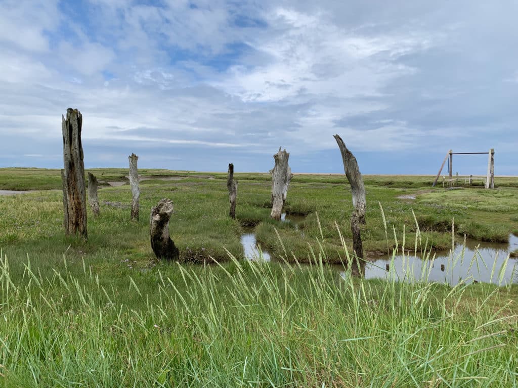 Green grassy land and blue skies at Thornham Salt Marshes in Norfolk