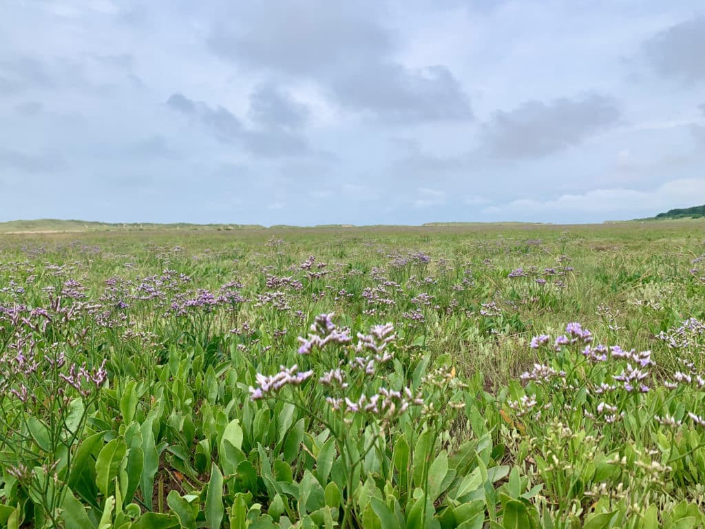 Purple flower and long grass with a blue cloudy sky at Holkham Beach Nature Reserve
