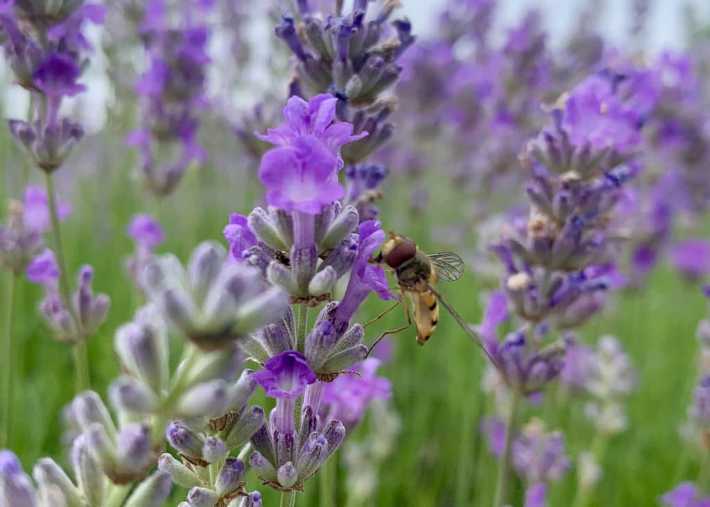 A bee sitting on a purple lavender plant in a lavender field at Norfolk Lavender.