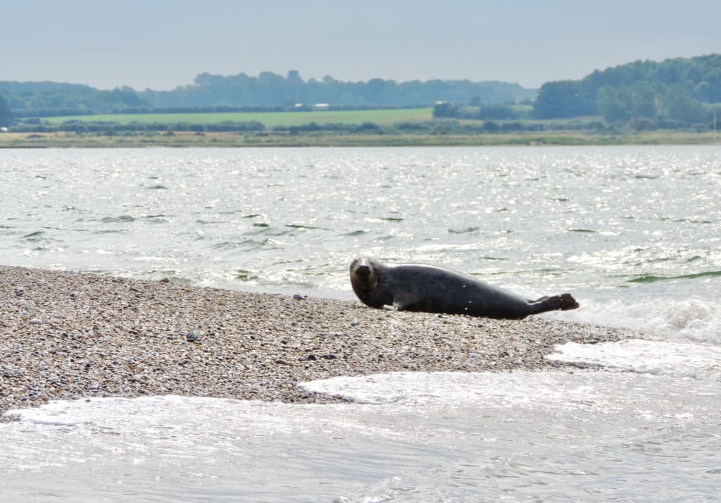 Seals at Blakeney Point on the shingle areas surrounded by water and fields in the distance, Blakeney Point, Norfolk