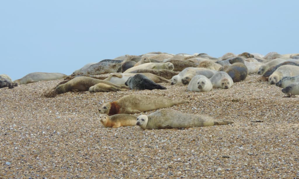 A colony of seals at Blakeney Point lying on the shingles with a blue background from the sky, Norfolk