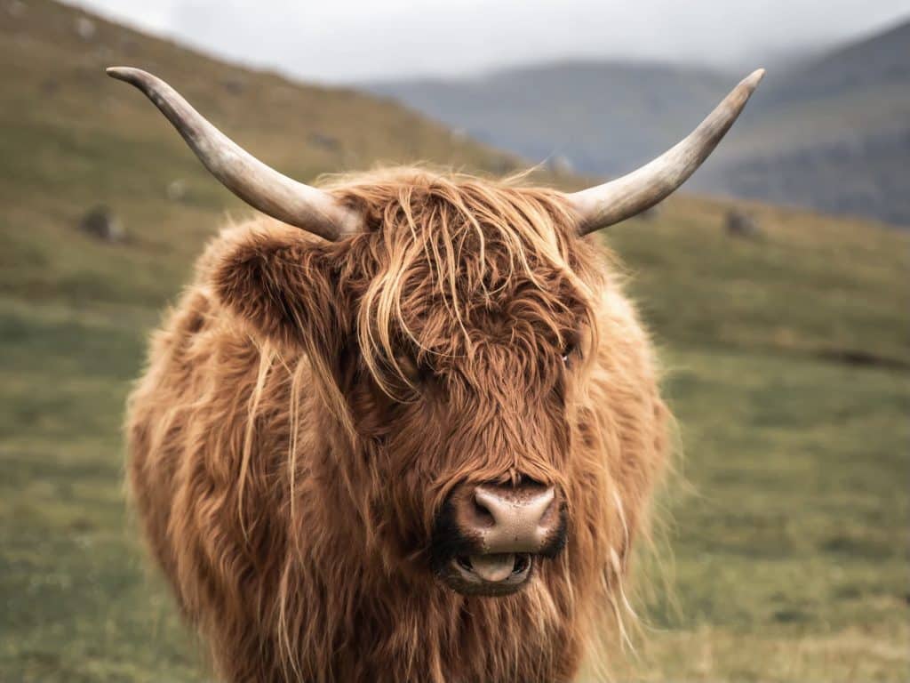 Highland Cows