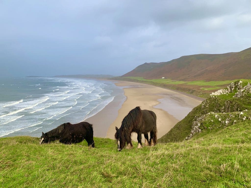 Swansea Bay, Rhossili Bay Pony