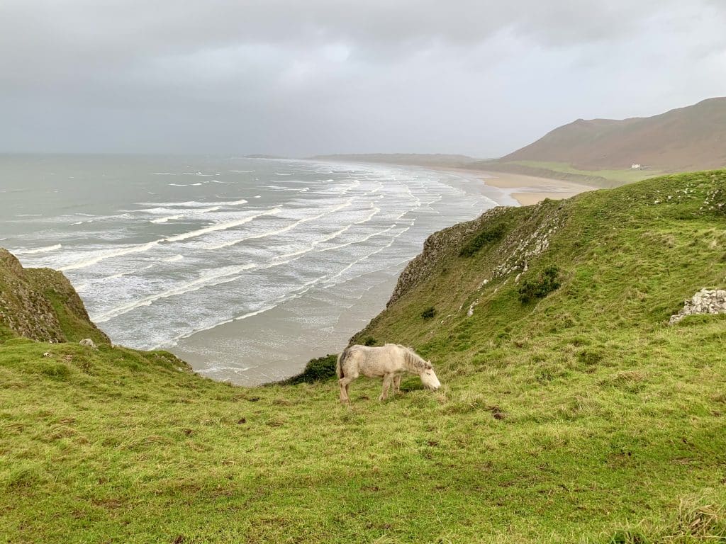 Swansea Bay, Rhossili Bay Pony
