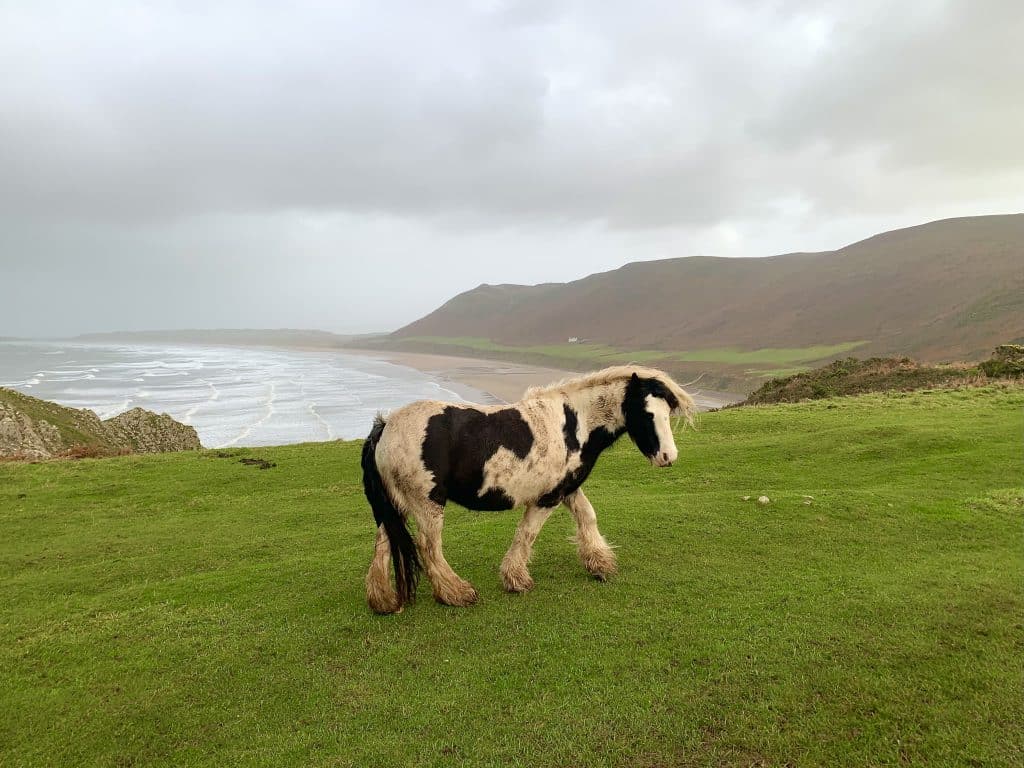 Swansea Bay, Rhossili Bay Pony