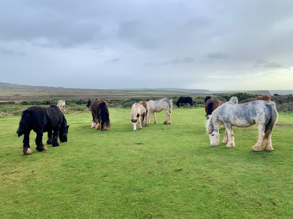 Swansea Bay, Rhossili Bay Ponies