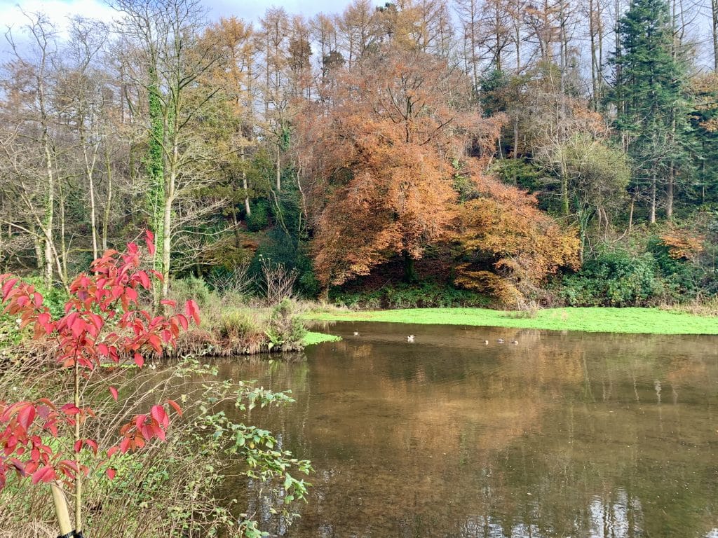 Swansea Bay, Pennlegare