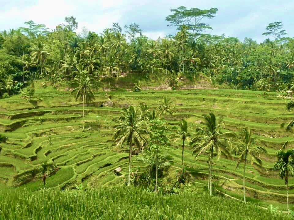 Overtourism Destination:Paddy Fields in Kuta