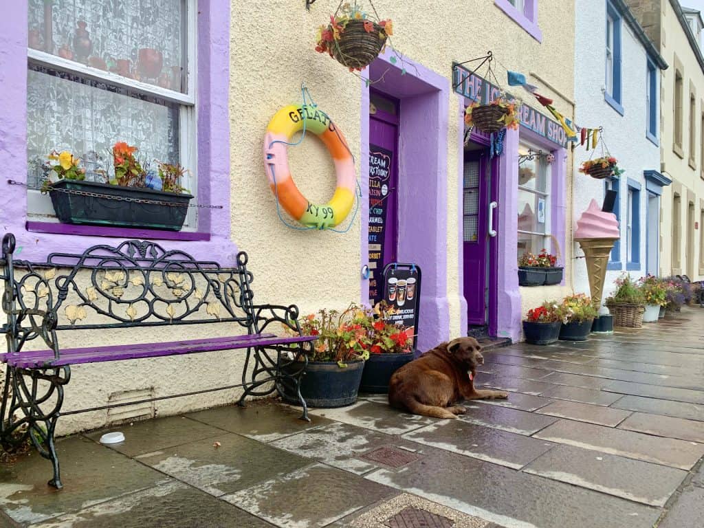 Villages and towns in Fife: Nicholson's Ice-Cream Shop Pittenweem exterir with brown labrador dog sat outside