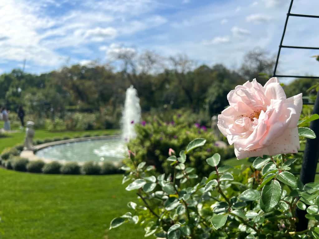 Kelleher Rose Garden with fountain in the background, Boston