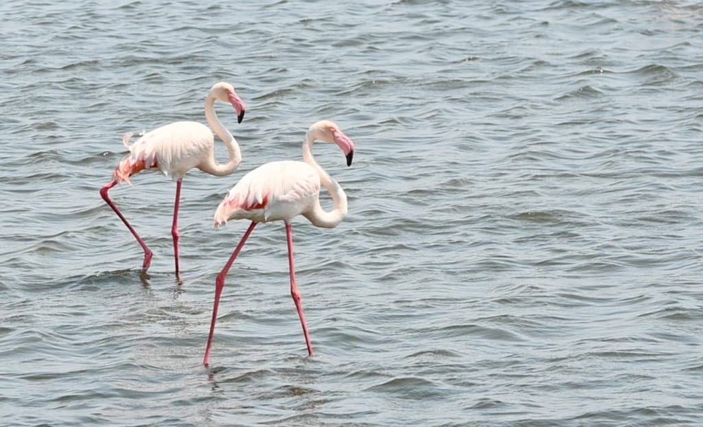 Seff-drive Namibia, Flamingos at Walvis Bay