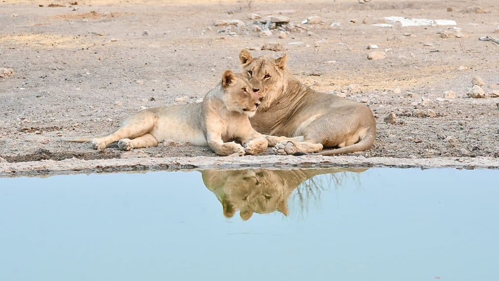 Seff-drive Namibia Lioness and Cub at waterhole in Ongava Private Reserve