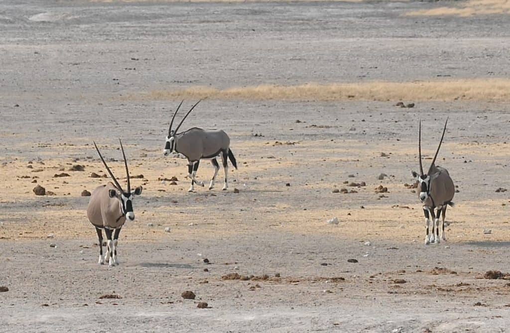 Driving in Namibia Oryx in desert