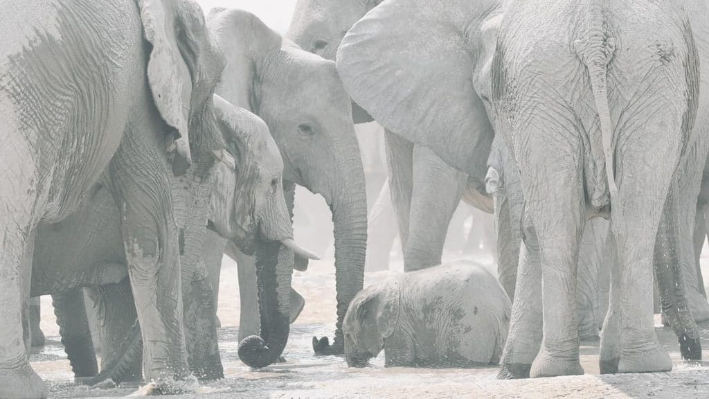 Seff-drive Namibia Elephant herd at Etosha National Park