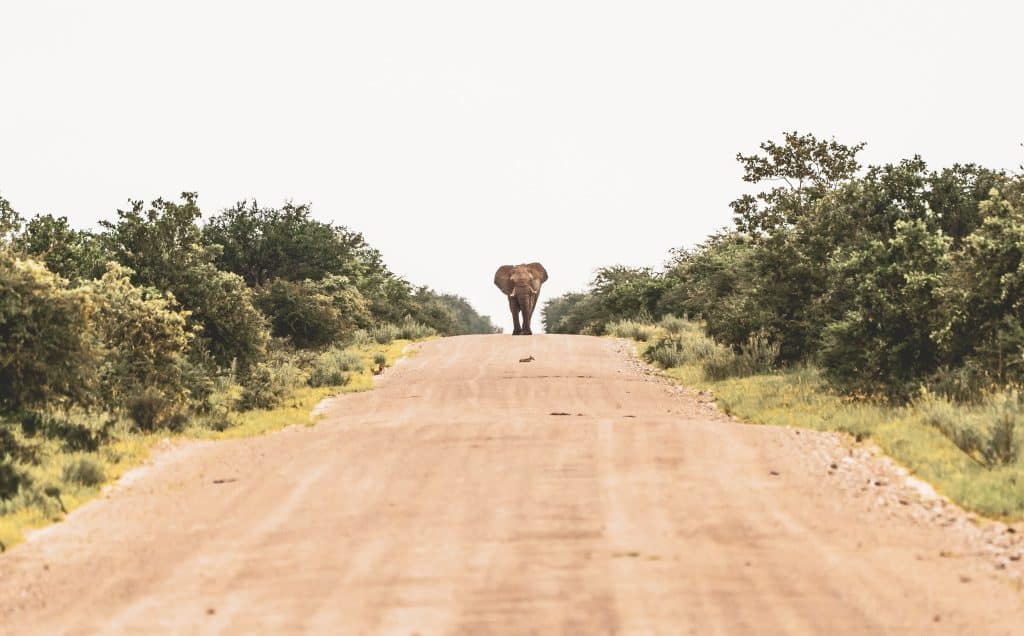 Driving in Namibia elephant in Etosha