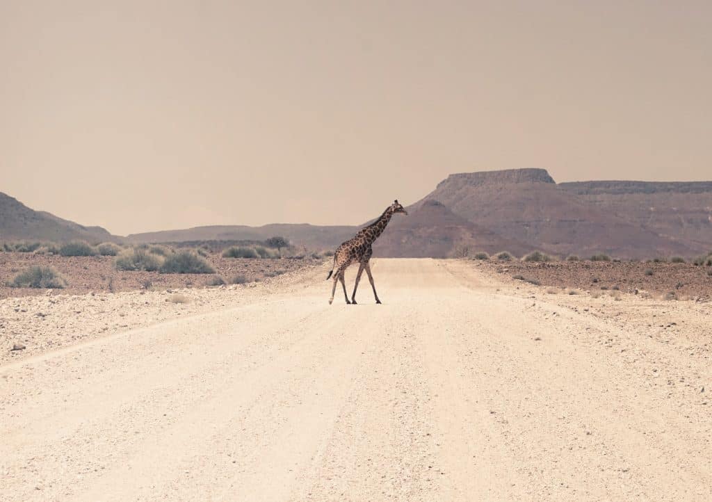 Giraffe crossing road in Namibia with sandy road and mountains in the background