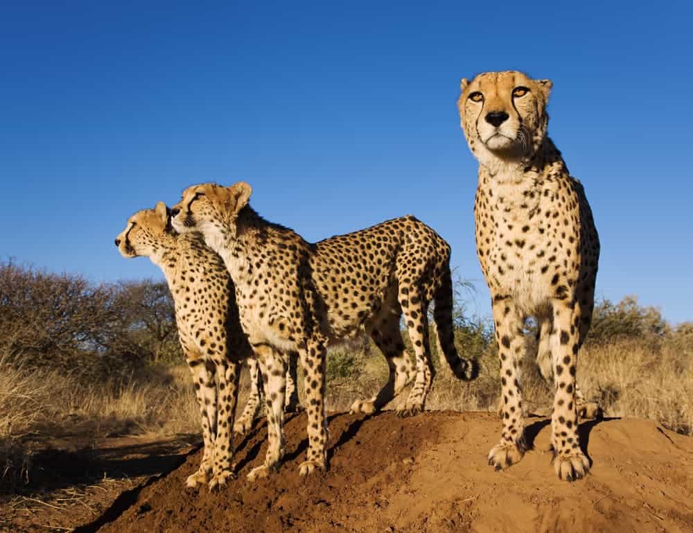 3 Cheetahs at Naankuse wildlife Sanctuary