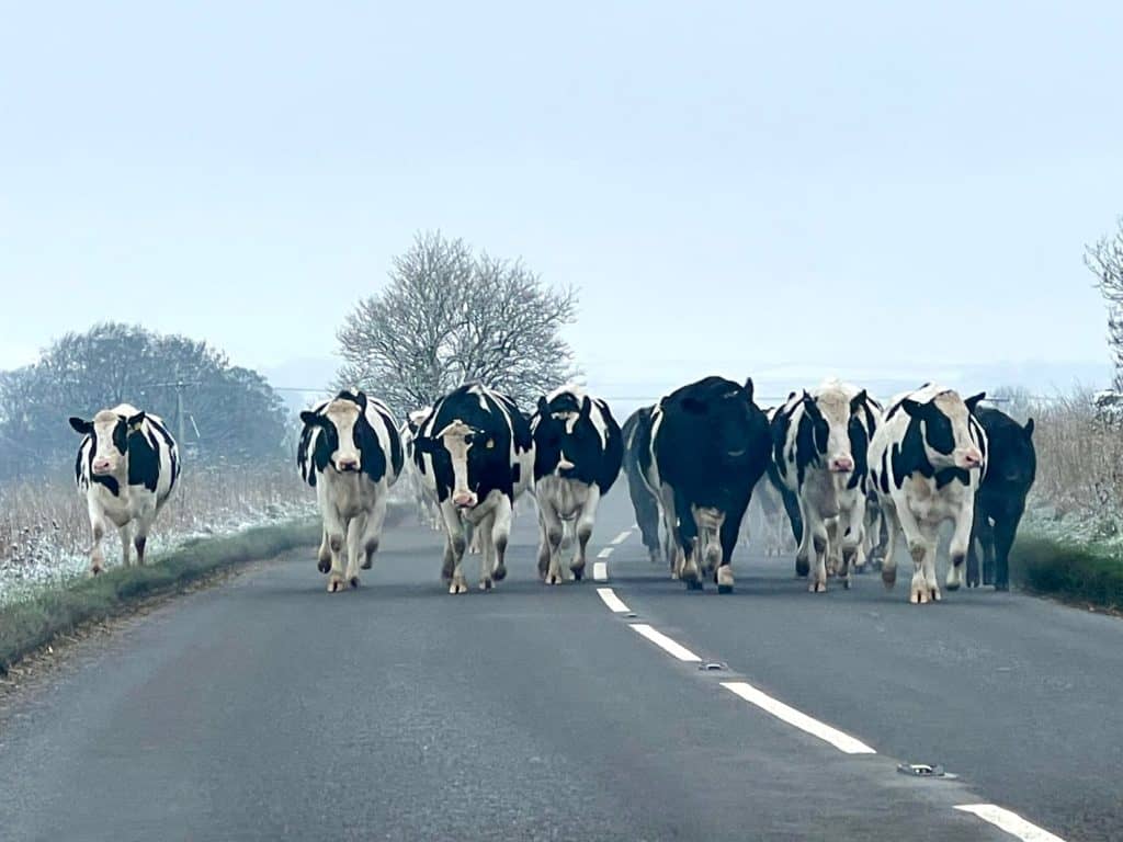 Weekend in Buxton: Cows on the roads in the Peak District countryside near Buxton