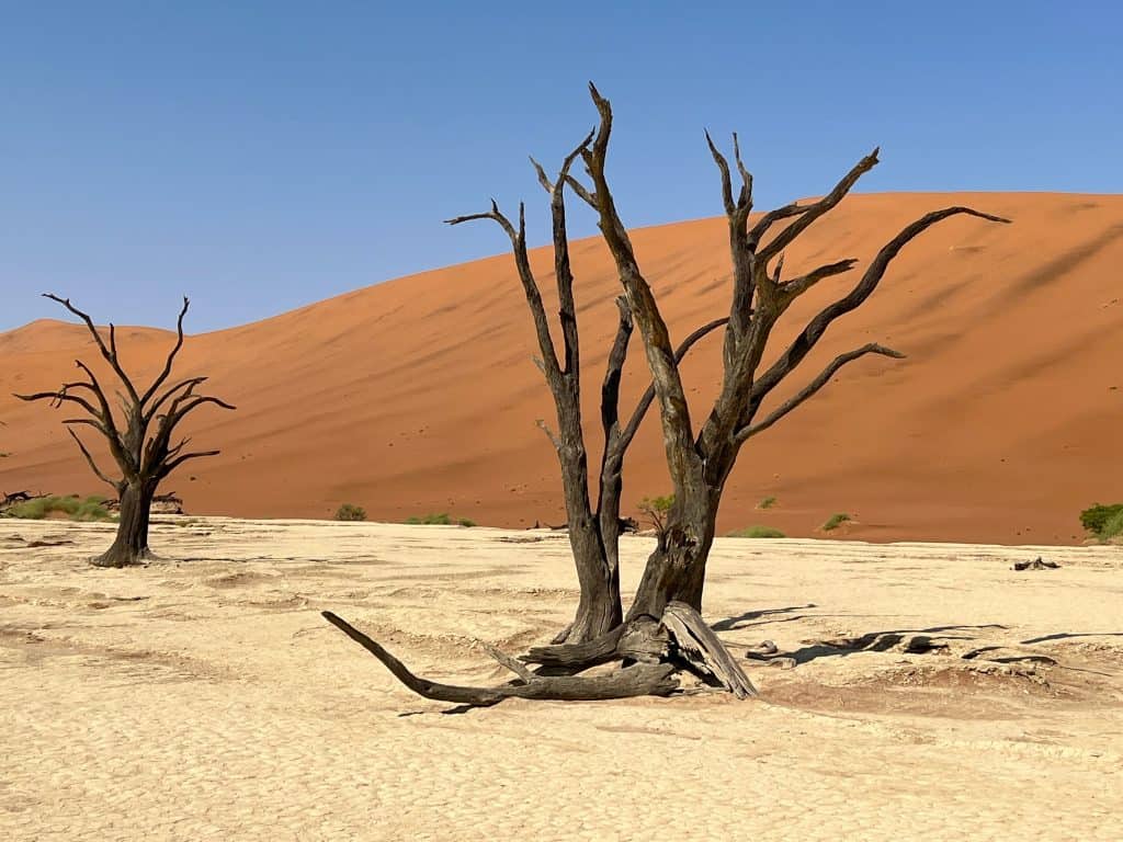 Best visit Sossusvlei: Deadvlei trees