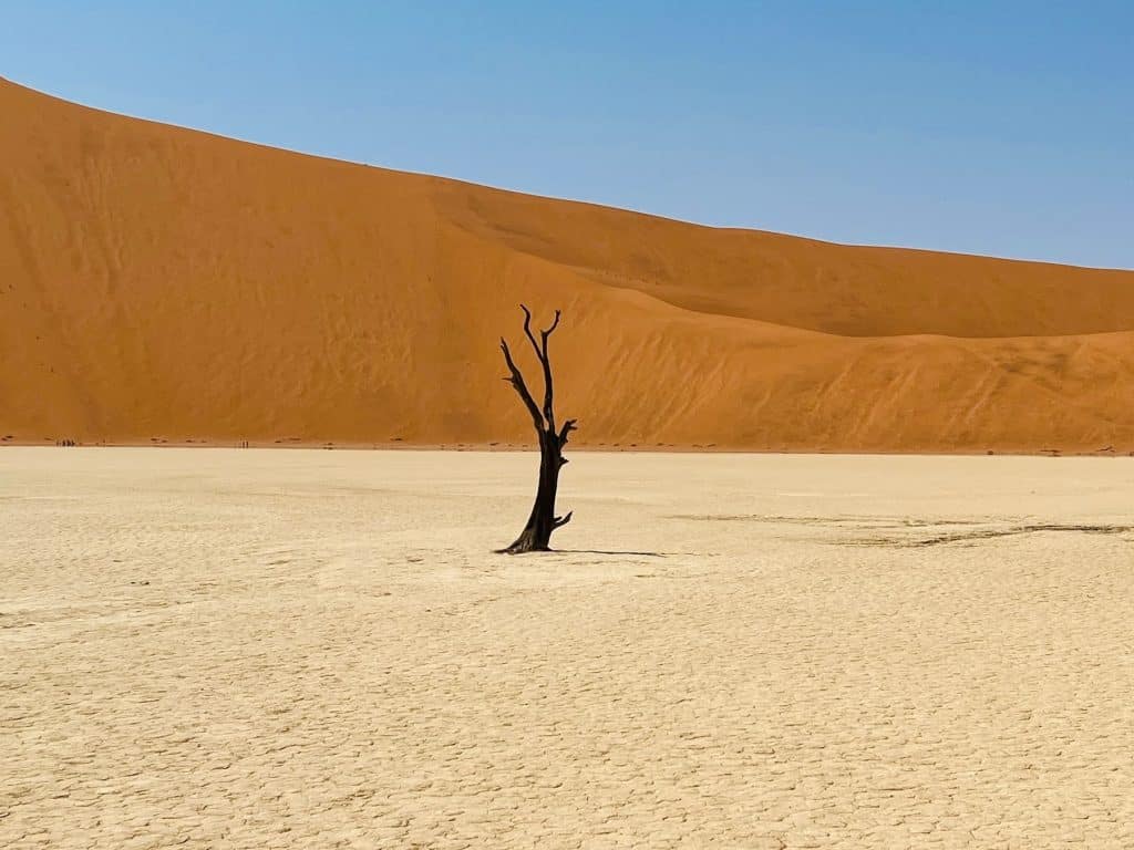 Best visit Sossusvlei: Deadvlei trees andlandscape with cracked clay floor in pan