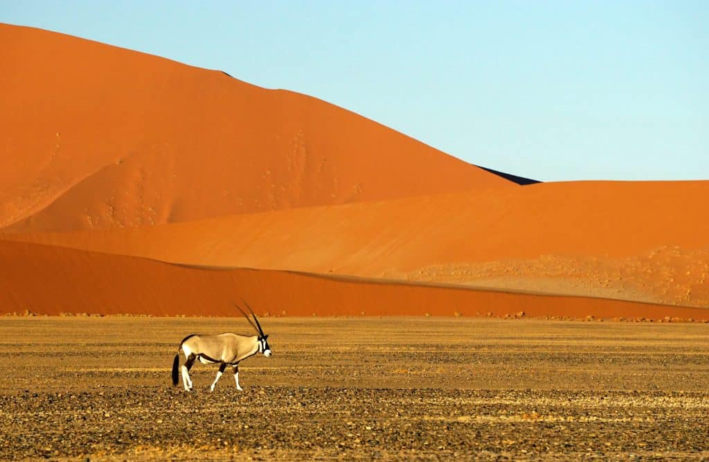 Oryx amongst orange sand dunes in Sossusvlei