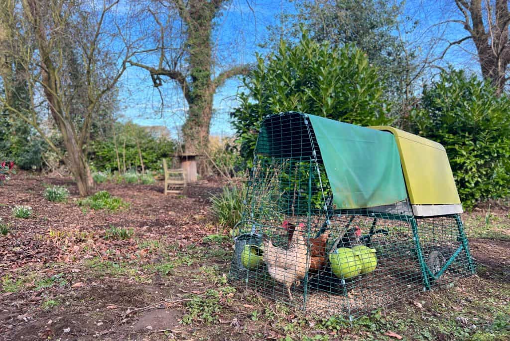 Mallory Meadows Hens 