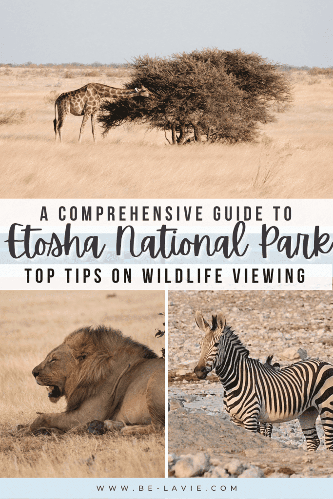 The best of Etosha National Park Pinterest Pins
