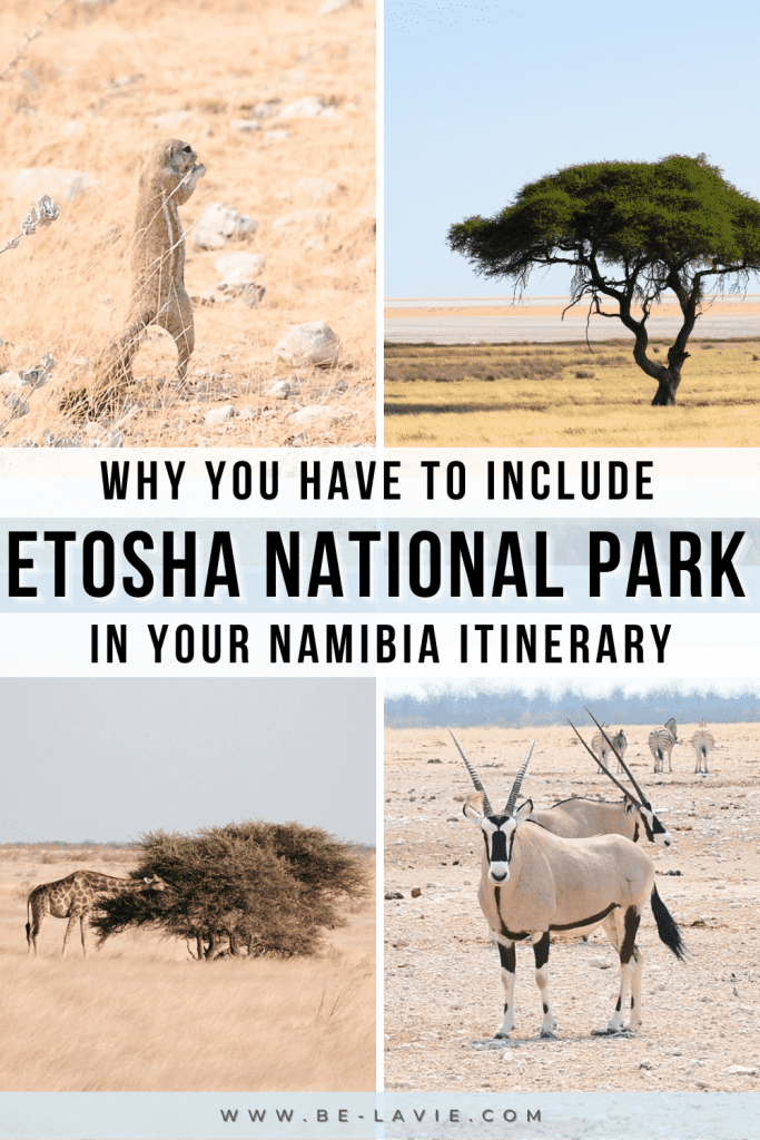 The best of Etosha National Park Pinterest Pins