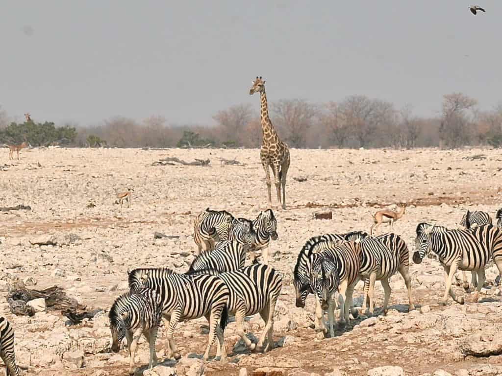 Photos of Namibia: Baby Giraffe and Zebra at Okaukuejo Waterhole, Etosha National Park