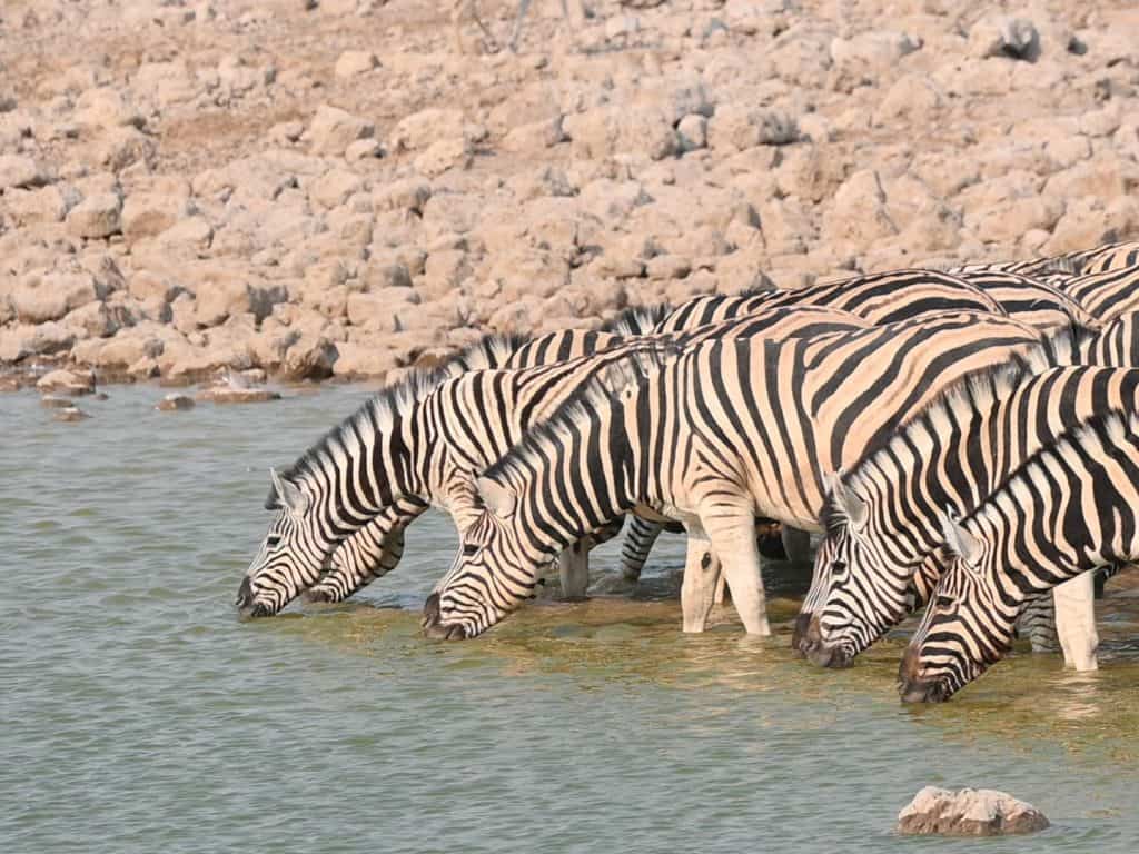 Photos of Namibia: A dazzle of Zebra at Okaukuejo Waterhole, Etosha National Park