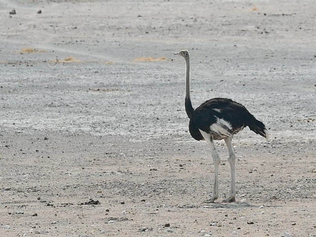 Photos of Namibia: Ostrich in Etosha National Park