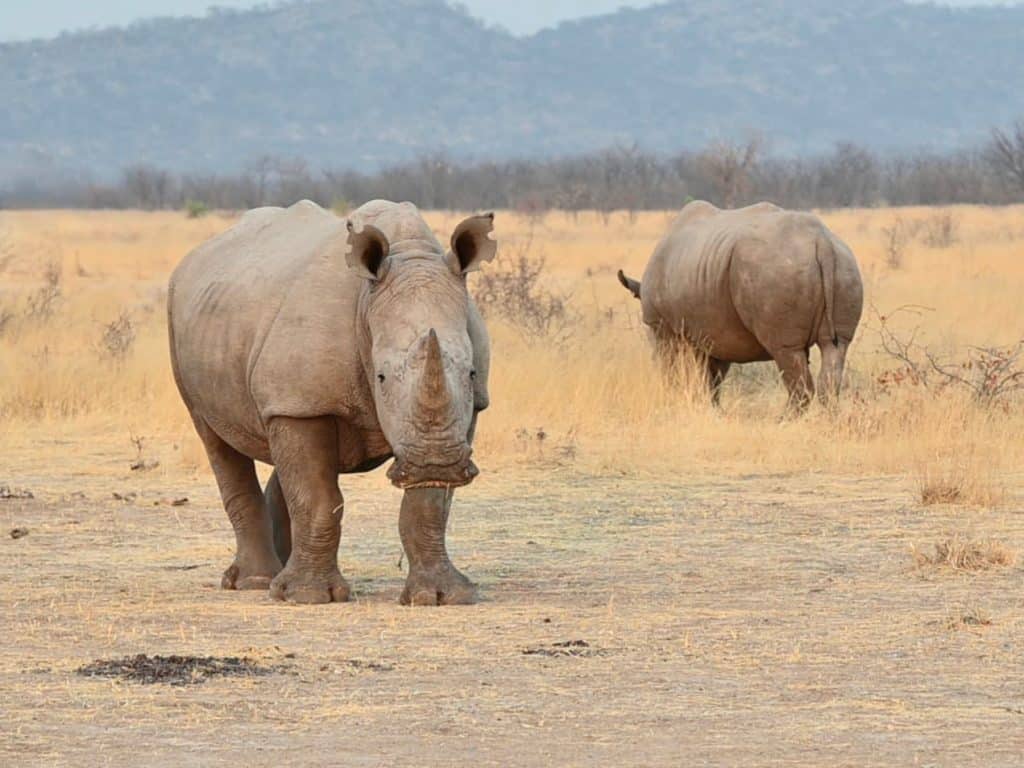 The best of Etosha National Park: Ongava reserve white rhino