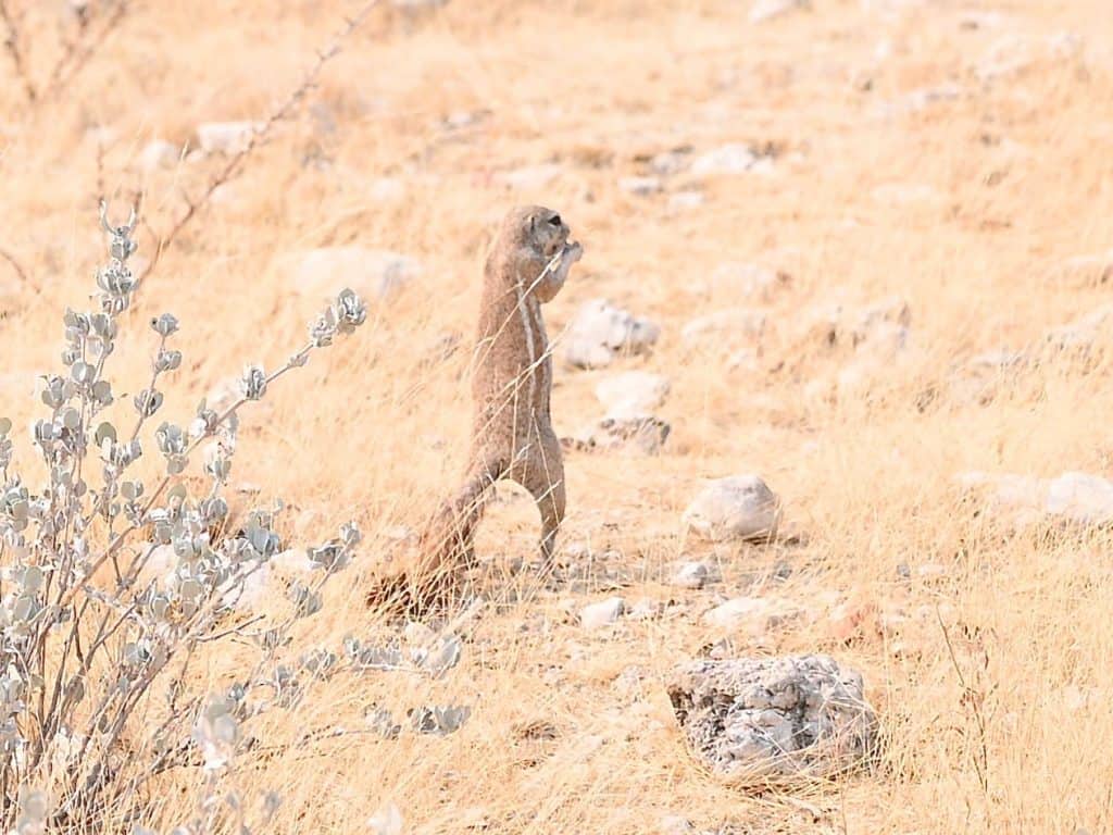Photos of Namibia: Meerkat in Etosha National Park