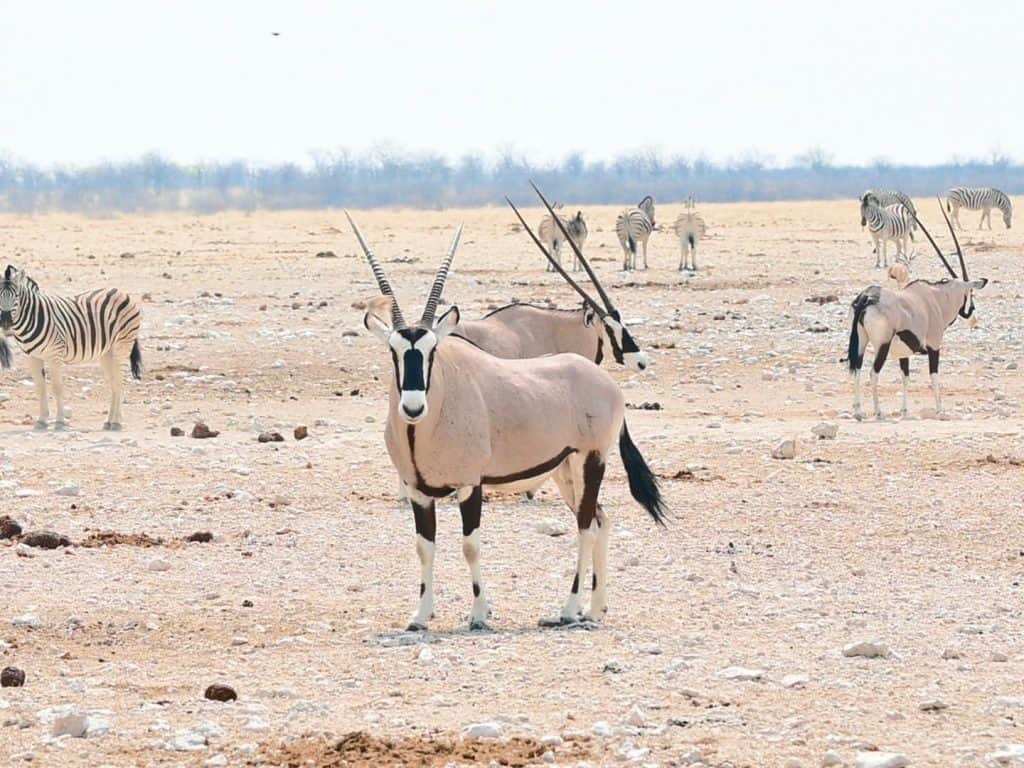 Oryx at Etosha National Park