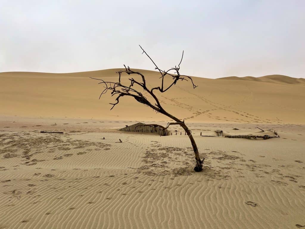 The trees of teh Namib Desert at Sandwich Harbour