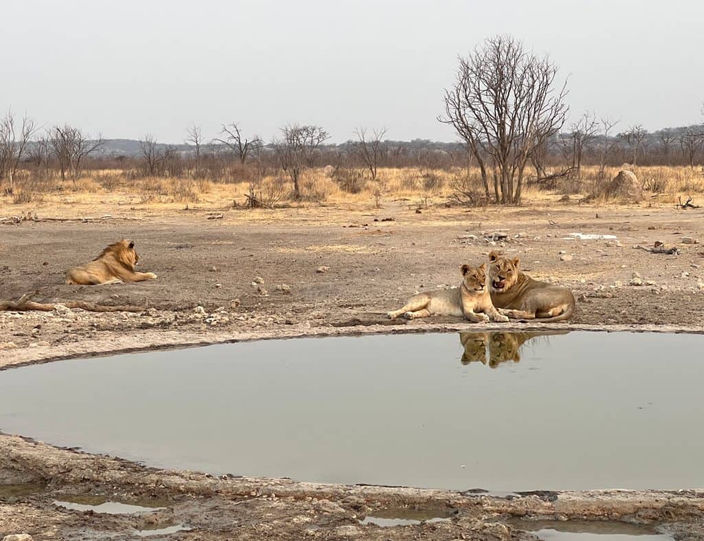 The best of Etosha National Park: Ongava reserve lion, lioness and cub