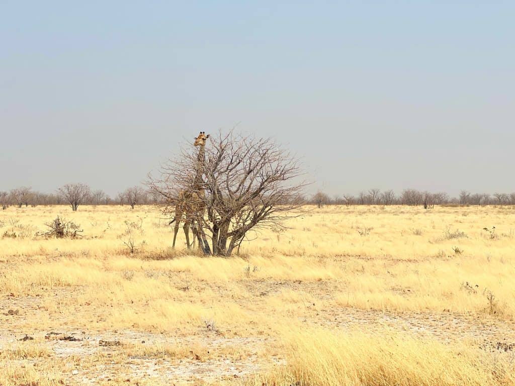 The best of Etosha National Park: Ongava Reserve with Giraffe and tree