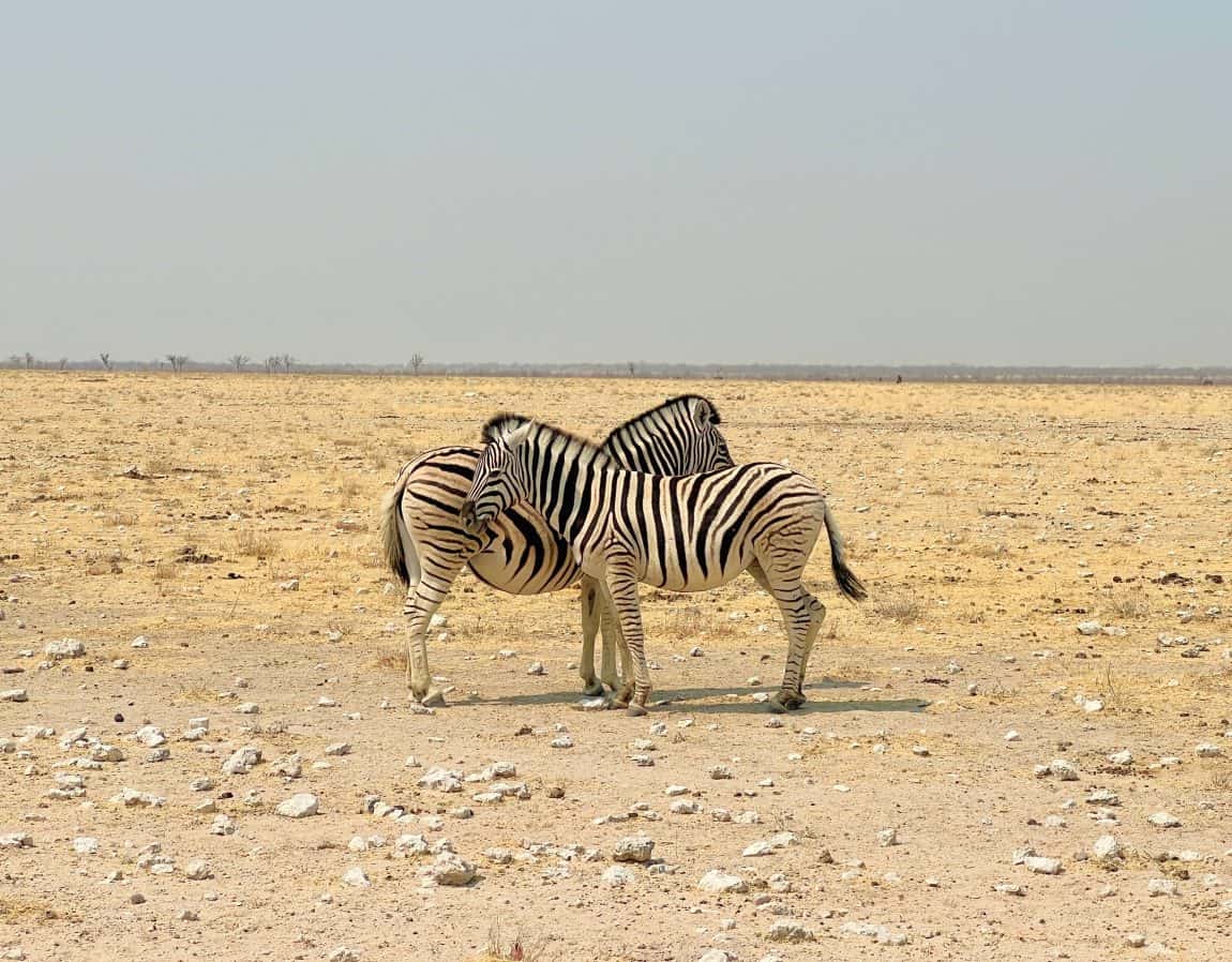 2 Zebra at Etosha National Park