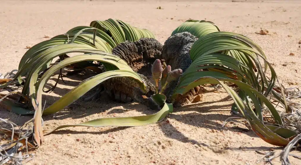 Welwitschia Plant