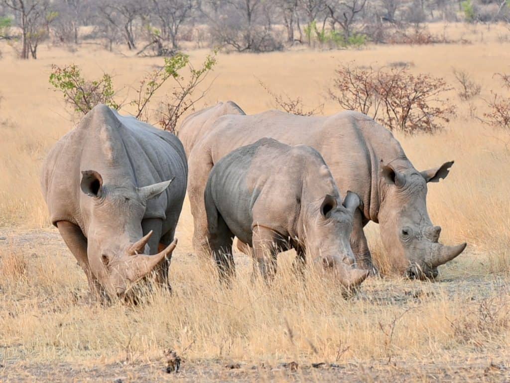 Photos of Namibia: White rhino at Ongava Private Reserve