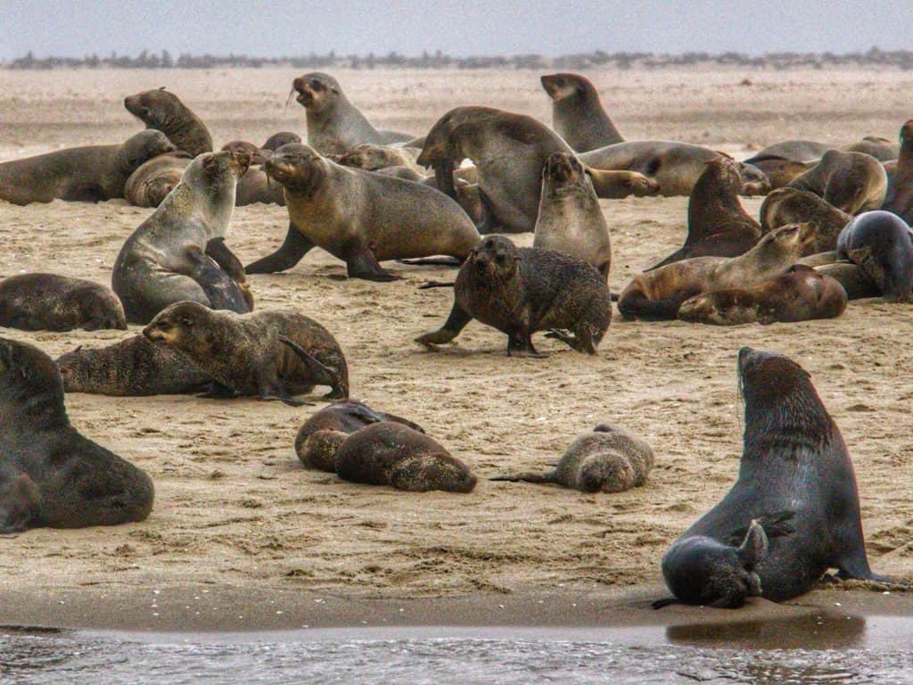Things to do in Swakopmund: Cape Cross Seals