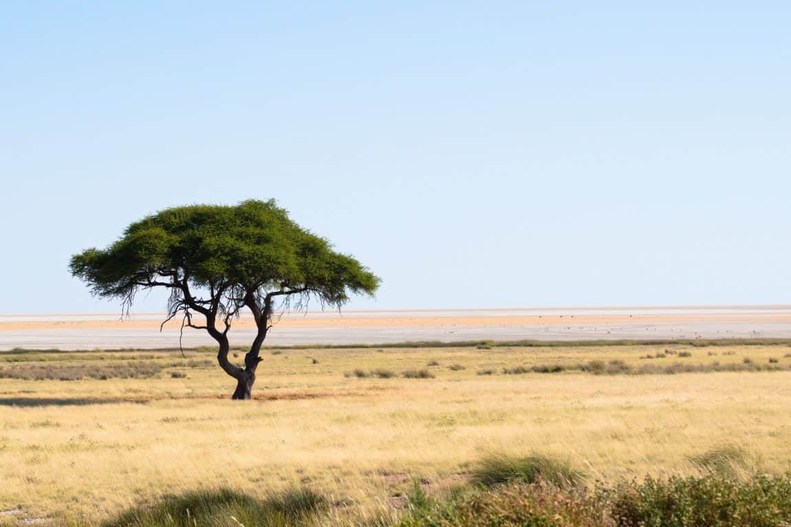 The best of Etosha National Park landscape