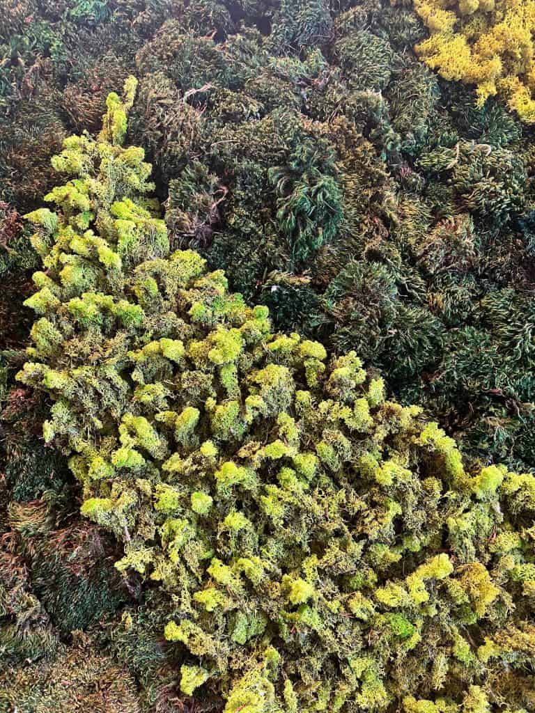 Park Cafe living walls