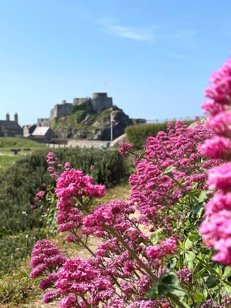 Sustainable Jersey: St Elizabeth Castle behind pink flowers