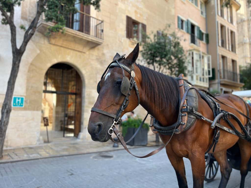 Horse and carriage near Palma de Mallorca Cathedral