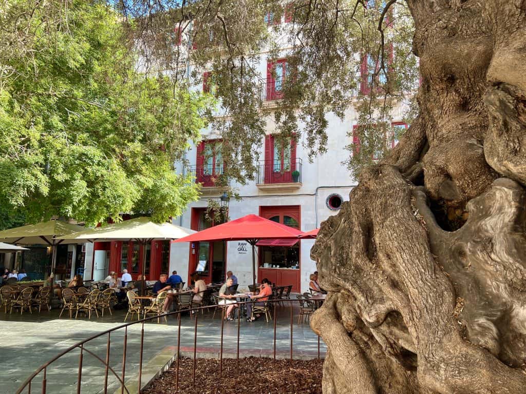 The ancient Olive tree in Plaça de Cort