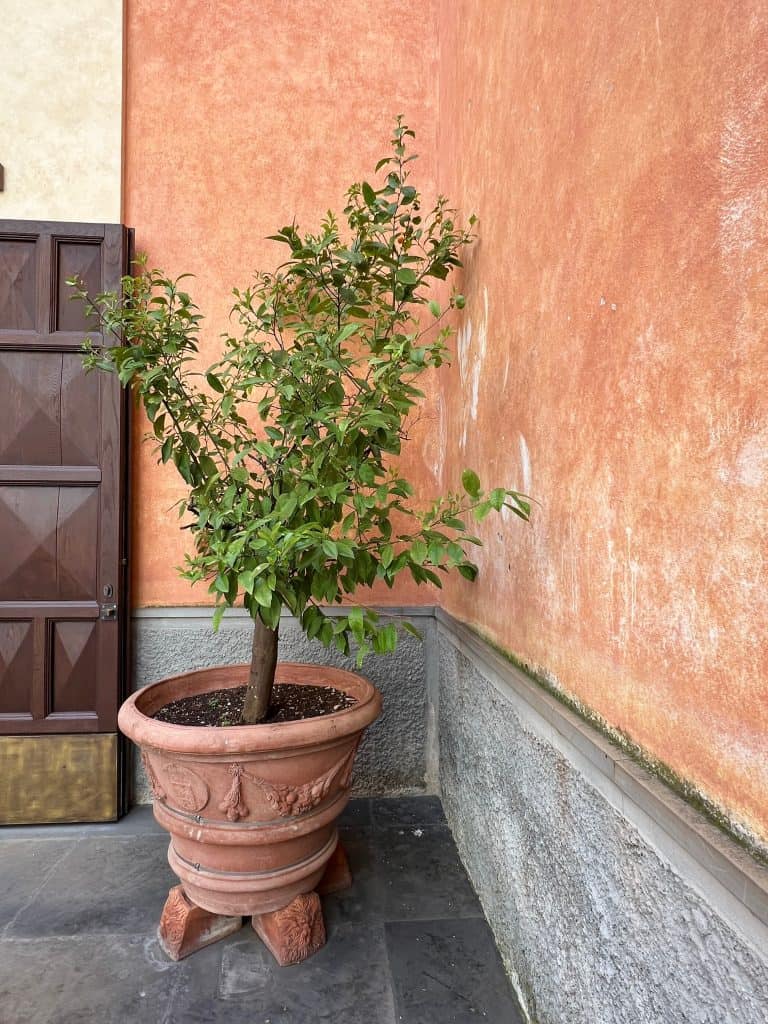 Plant outside Museo Civico Amedeo Lia Civic exterior